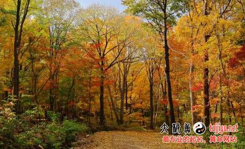 10月出生的属猪宝宝起名大全及运势