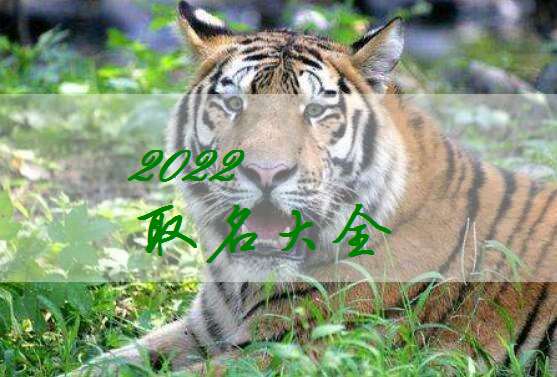 属虎宝宝起名大全