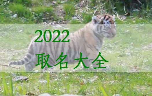 属虎毛姓宝宝起名大全