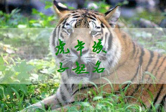 属虎姓贺宝宝起名大全