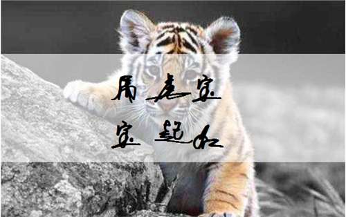 属虎沈姓宝宝起名大全