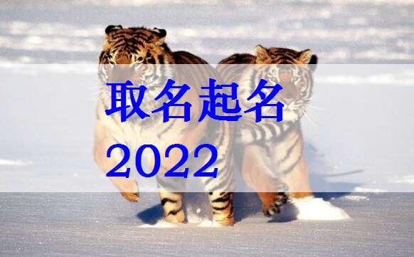 属虎姓袁宝宝起名大全