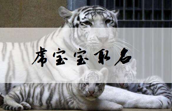 属虎姓叶宝宝起名大全