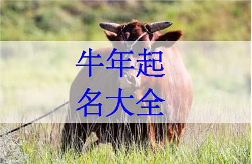 属牛吕姓宝宝起名大全